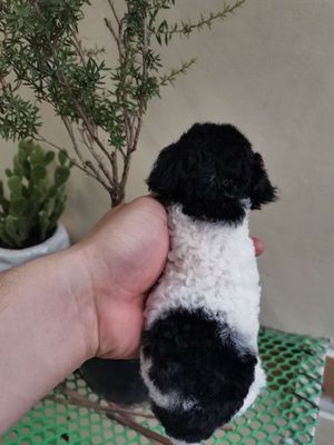  Poodle Tinycup sơ sinh 