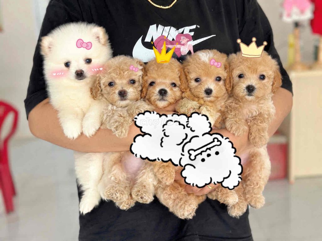 Chó Poodle Tiny Đực Cái Nâu Kem. Mua bán Chó tại Thành phố Bến Tre Bến Tre được đăng bởi Mì Mì House  hình 1