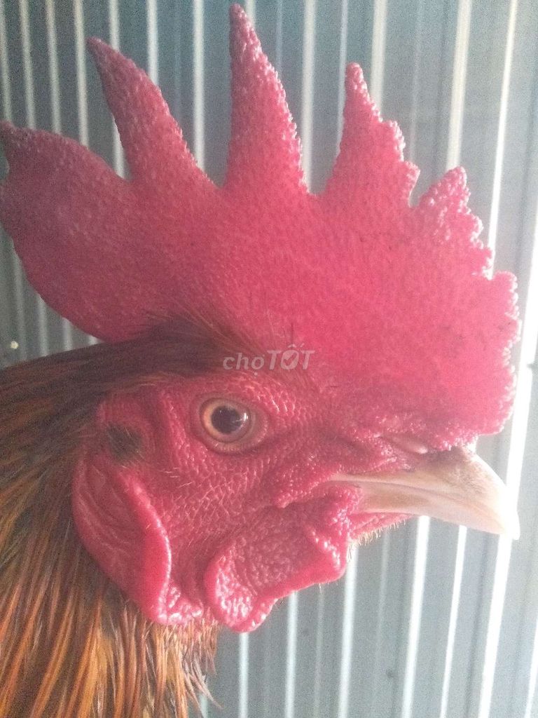 điều vàng, 2kg8. Mua bán Gà tại Huyện Thới Lai Cần Thơ được đăng bởi hữu tình hình 1