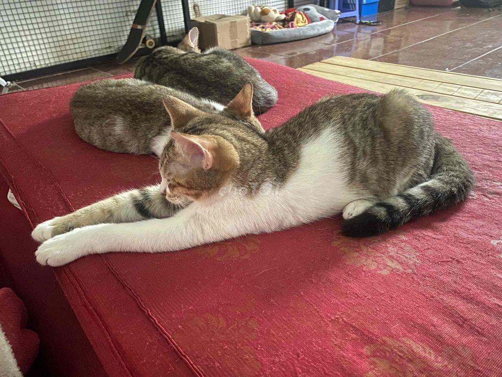 ALN lai ta. Mua bán Mèo tại Thành phố Thủ Dầu Một Bình Dương được đăng bởi Hoàng Hải Yến hình 1