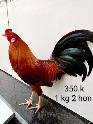 Vàng 1 kg 2 hơn tơ zin. Mua bán Gà tại Quận Gò Vấp Tp Hồ Chí Minh được đăng bởi nam gà tre 
