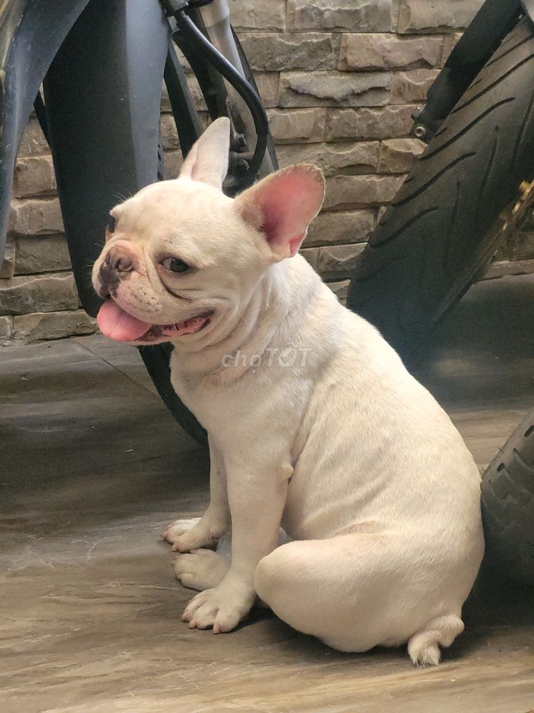 Chó Bull Pháp đực 1 tuổi. Mua bán Chó tại Thành phố Thủ Đức Tp Hồ Chí Minh được đăng bởi instigator hình 1
