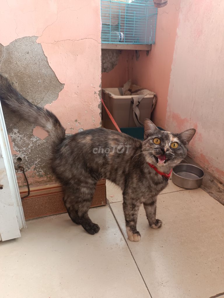 Mèo Tam thể cái. Mua bán Mèo tại Thành phố Vinh Nghệ An được đăng bởi Tiến Đoàn Nam hình 1