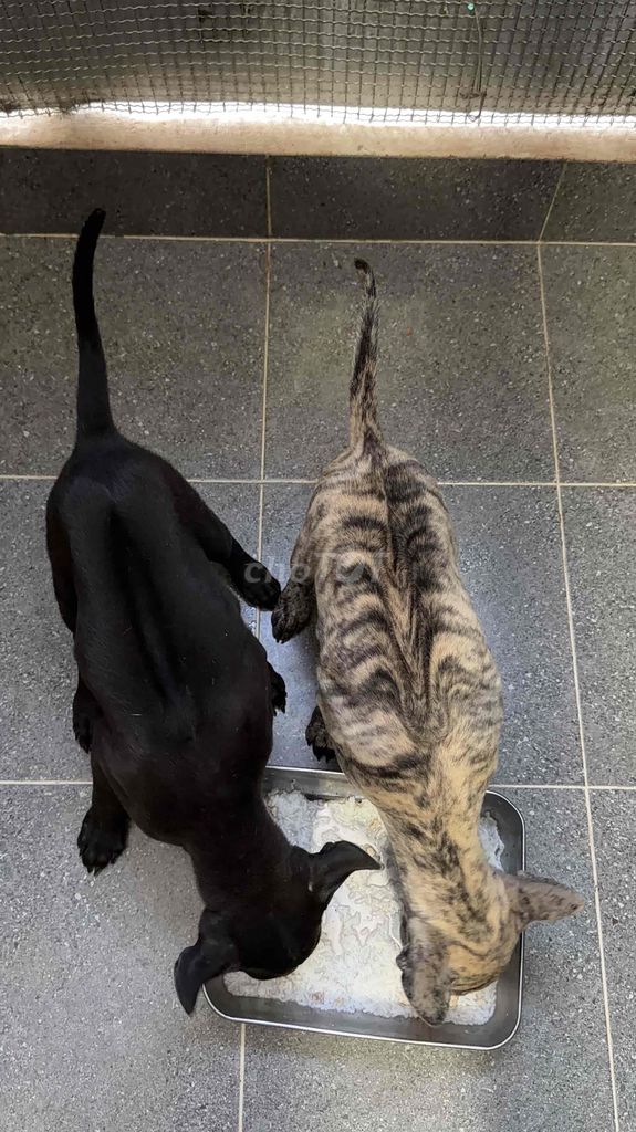Chó Phú Quốc đen + bạch hổ vip. Mua bán Chó tại Quận 12 Tp Hồ Chí Minh được đăng bởi QB SHOP PETS hình 1
