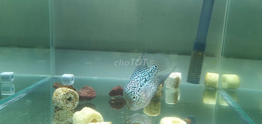 Kamalau gen gb size 2 ngón. Mua bán Thú cưng khác tại Quận 6 Tp Hồ Chí Minh được đăng bởi Vinh Hoàng hình 4