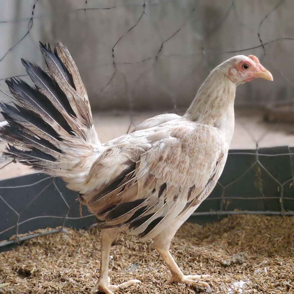 Mái tre rặc 1 máu 1k1. Mua bán Gà tại Huyện Phú Giáo Bình Dương được đăng bởi Chuyên Gà Hồ Tiến Vua hình 5