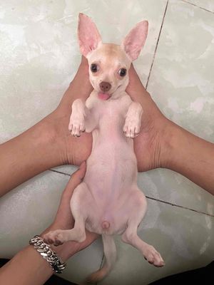 Chó Chihuahua cái 6 tháng màu trắng kem