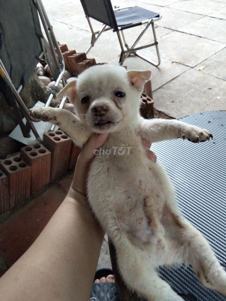 Chó con Đực Trắng. Mua bán Chó tại Huyện Nhơn Trạch Đồng Nai được đăng bởi thu tâm võ hình 1