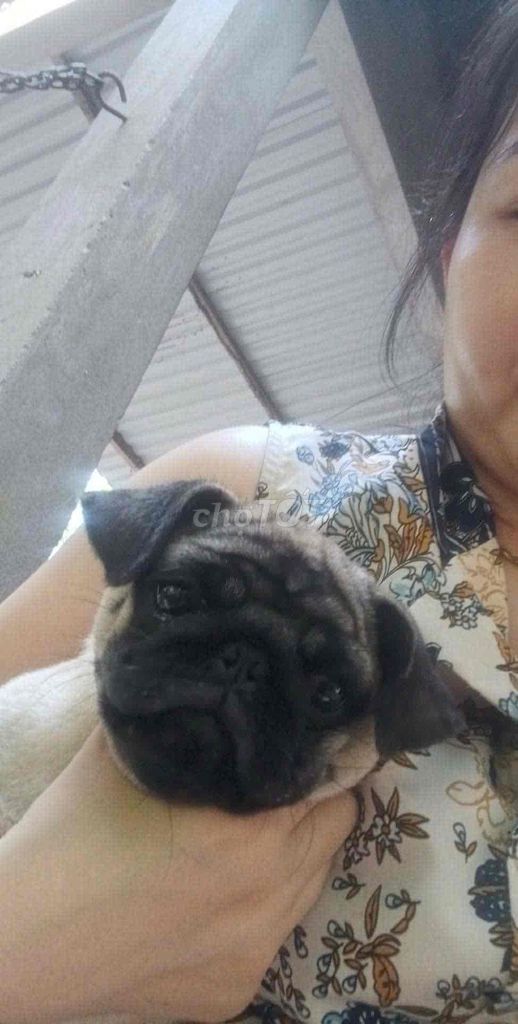 Chó Pug Đực Nâu Vàng 3 tháng. Mua bán Chó tại Huyện Giồng Trôm Bến Tre được đăng bởi Phương Thiện Nguyễn hình 1