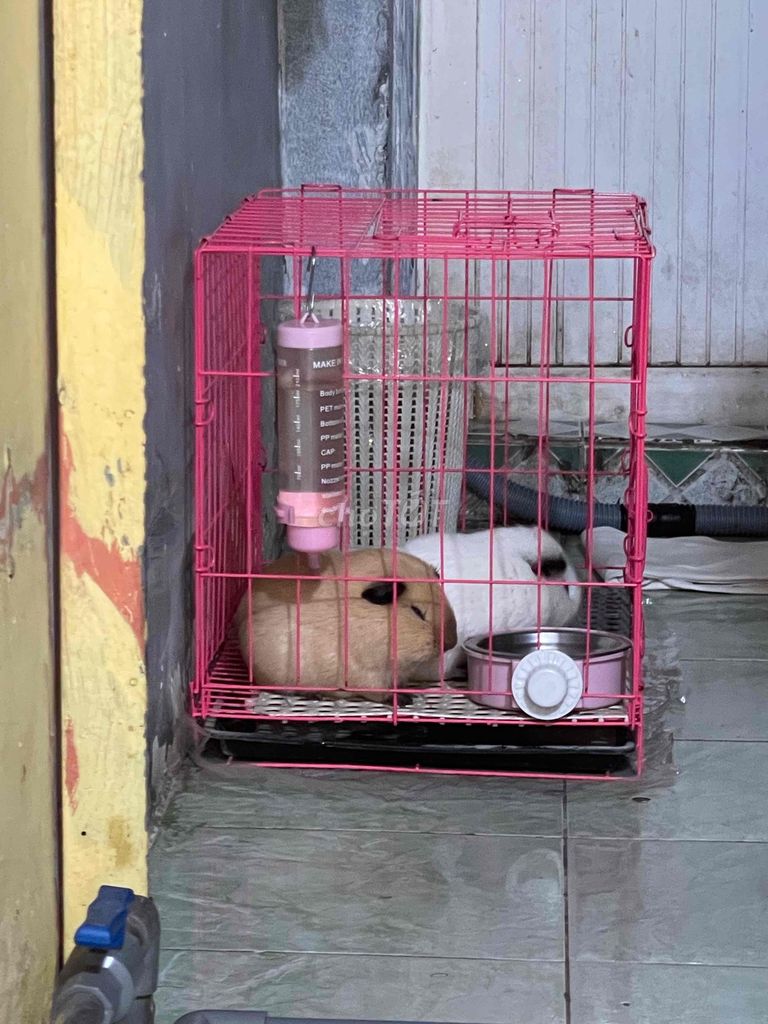 thanh lý 2 bé bọ ú Cali , ham vui+ham ăn+ham ngủ. Mua bán Thú cưng khác tại Quận Tân Bình Tp Hồ Chí Minh được đăng bởi Thanh hình 1