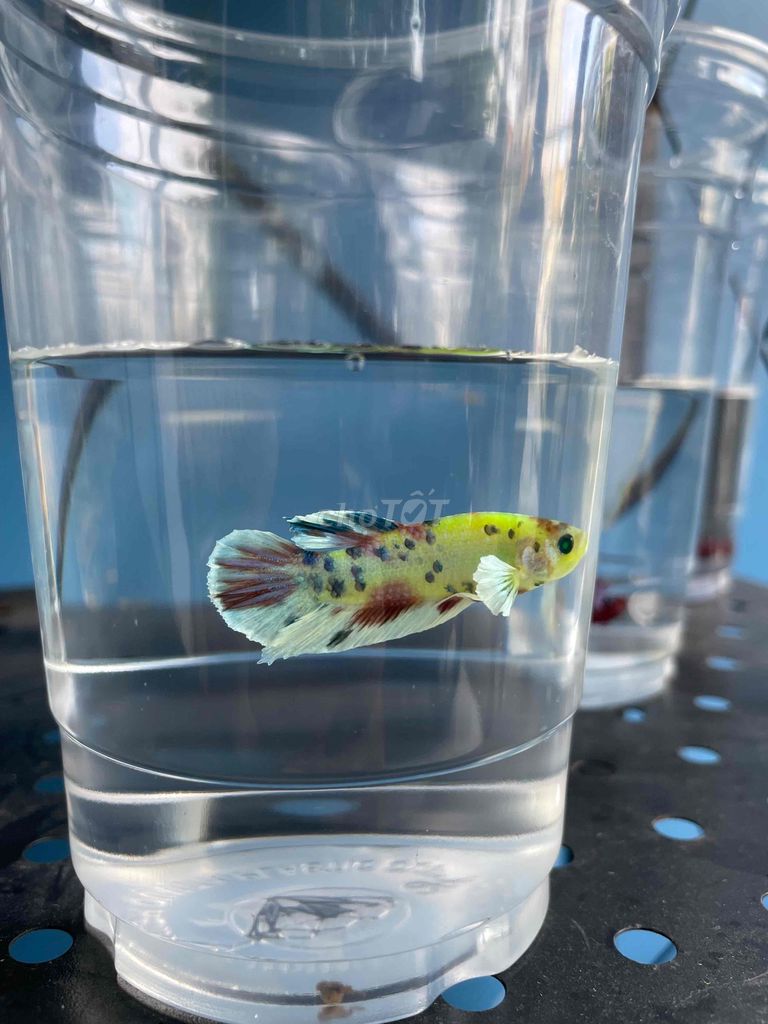 Bán cá betta các loại. Mua bán Thú cưng khác tại Huyện Hóc Môn Tp Hồ Chí Minh được đăng bởi Trần Bảo Châu hình 2