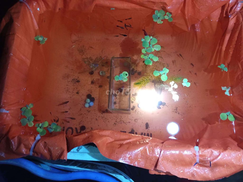 Cá bảy màu Tazan Koi đỏ, Úc. Mua bán Thú cưng khác tại Huyện Trần Đề Sóc Trăng được đăng bởi Khải Minh hình 1