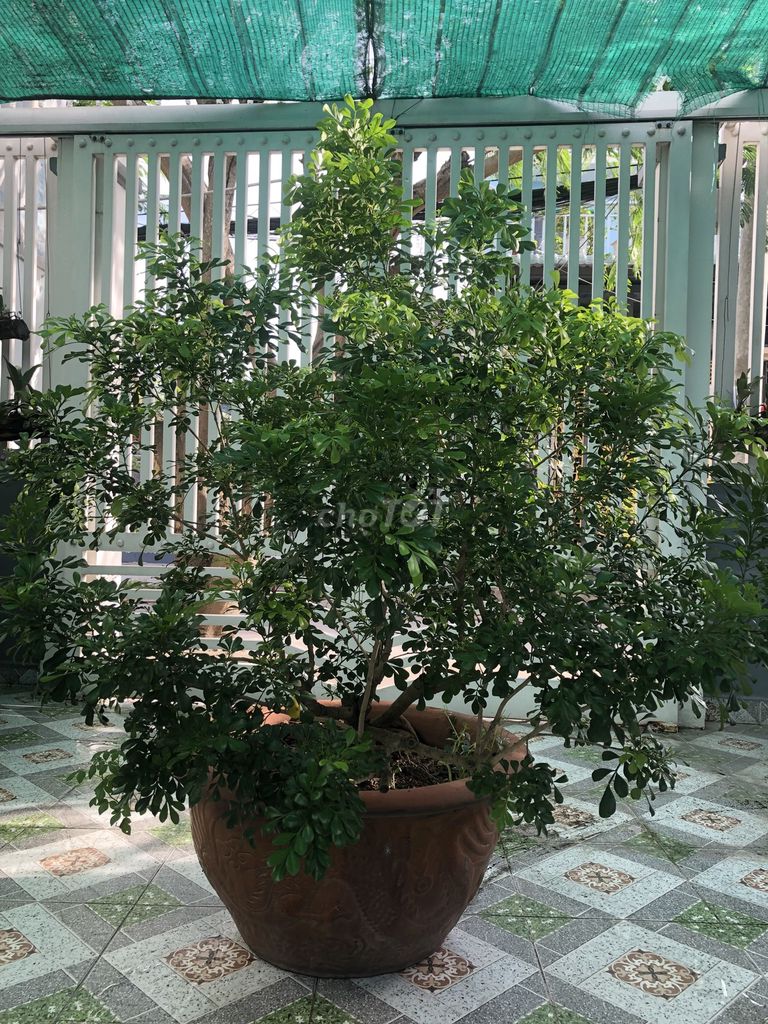 Cây cảnh Hoa Ngâu 1.5m. Mua bán Cây cảnh, đồ trang trí tại Huyện Nhà Bè Tp Hồ Chí Minh được đăng bởi Khanh Doan hình 1