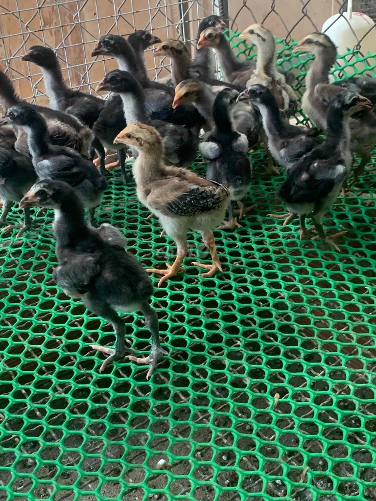 Gà đòn hay gà chọi 1. Mua bán Gà tại Thị xã Bến Cát Bình Dương được đăng bởi phú xuân hình 1