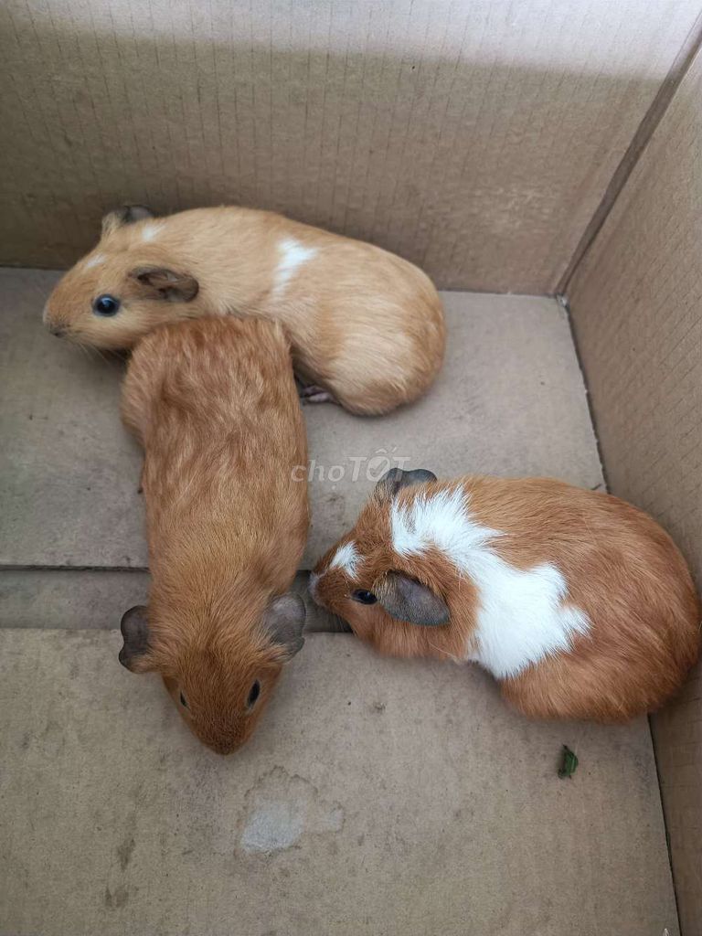 Bọ ú Ame hơn 1 tháng tháng tuổi. Mua bán Thú cưng khác tại Thị xã Tân Uyên Bình Dương được đăng bởi FT Pet Shop hình 1