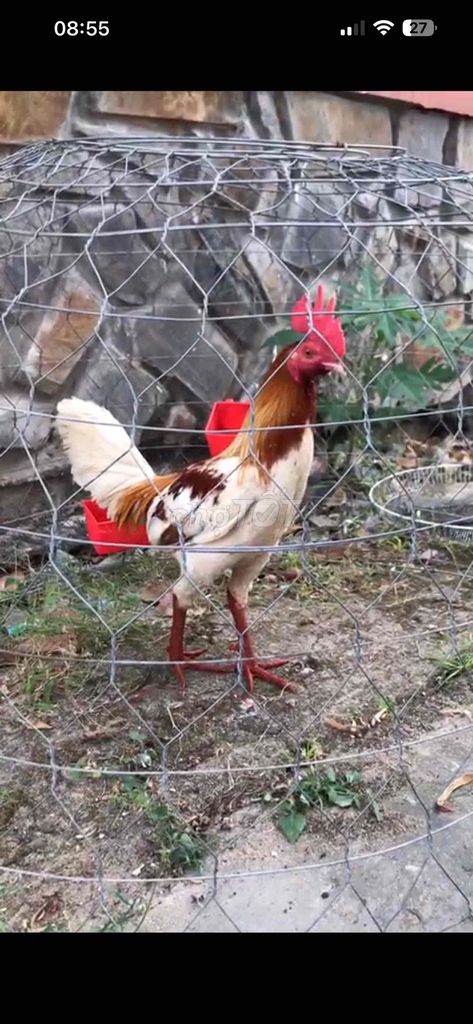 Gà chọi trống gà tơ. Mua bán Gà tại Quận Bình Thuỷ Cần Thơ được đăng bởi Van hình 1