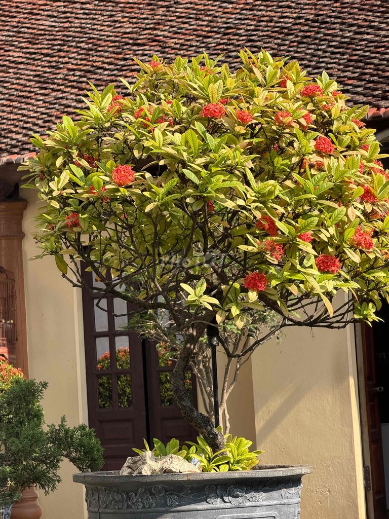 Cây cảnh Đơn Đỏ. Mua bán Cây cảnh, đồ trang trí tại Huyện Đông Anh Hà Nội được đăng bởi Hoang Hai hình 1
