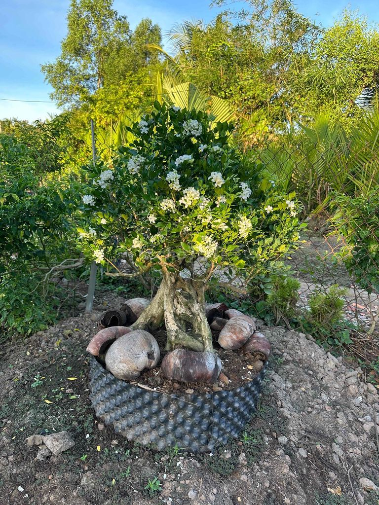 Cây cảnh Nguyệt quế cao 80 cm. Mua bán Cây cảnh, đồ trang trí tại Quận Bình Thuỷ Cần Thơ được đăng bởi Nhớ  hình 1