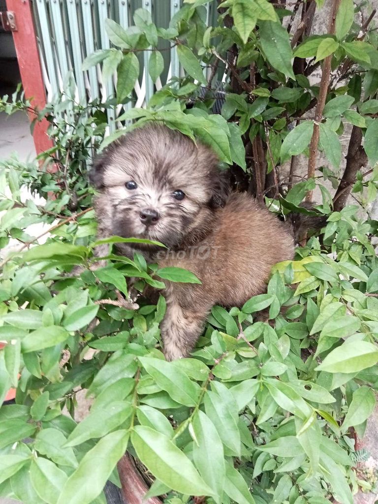  Poodle lai sintuzu( 700gam) . Mua bán Chó tại Quận 12 Tp Hồ Chí Minh được đăng bởi no love hình 1