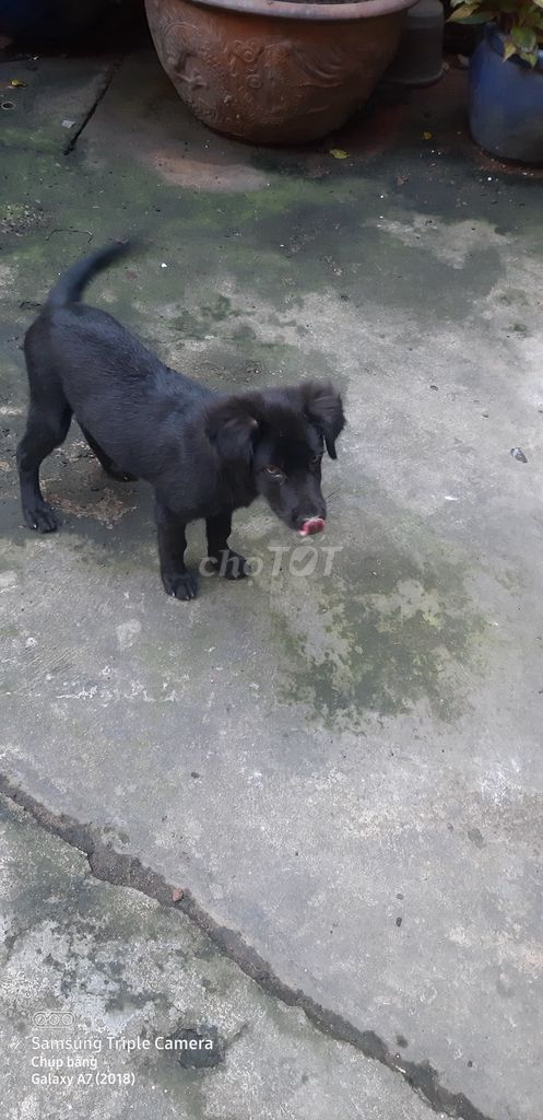 Bán chó đen phong thủy kèm nhà cho chó cưng. Mua bán Chó tại Quận 11 Tp Hồ Chí Minh được đăng bởi Lý hình 1