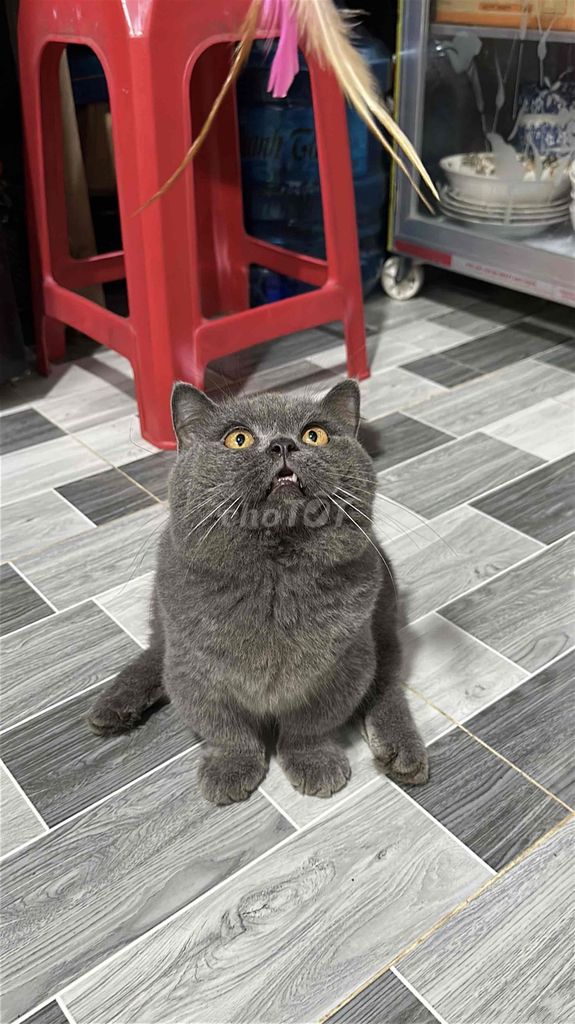 Mèo ALN đực màu Xám. Mua bán Mèo tại Huyện Giồng Trôm Bến Tre được đăng bởi Nhi hình 1