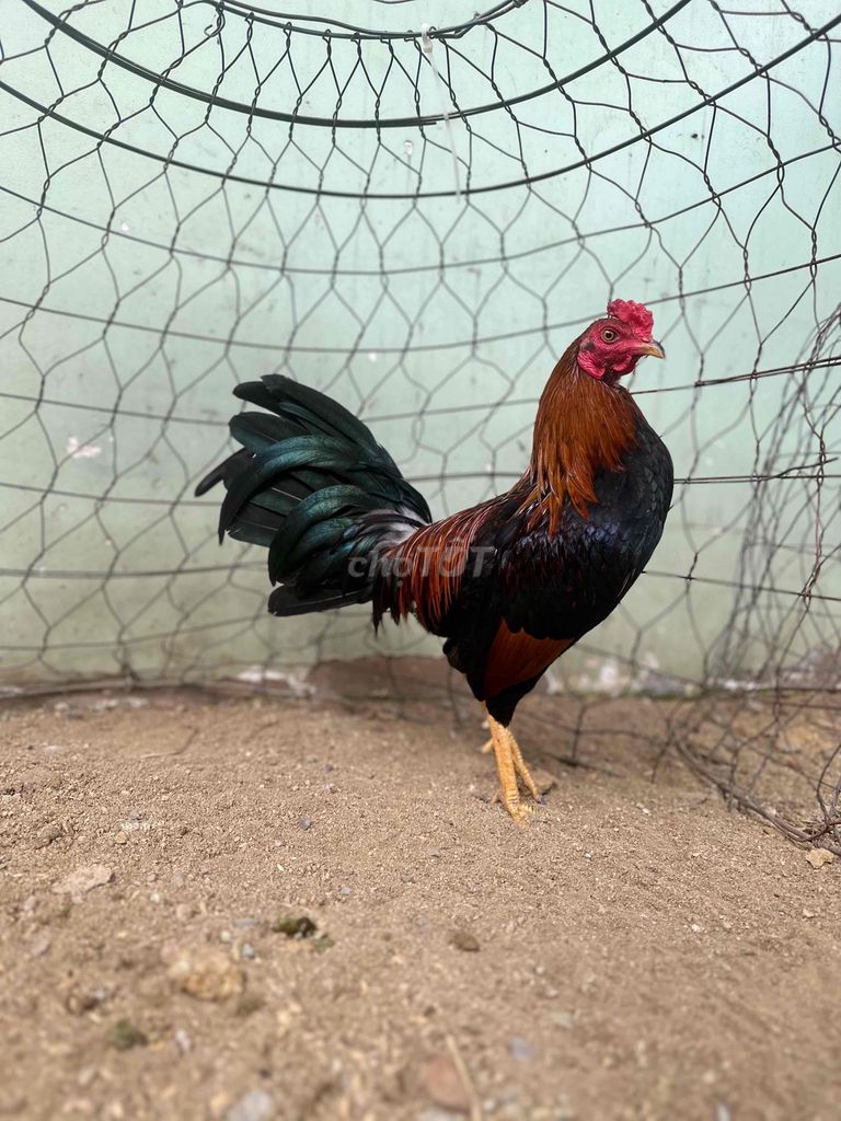 Điều Siu Mỹ 1k340 7tháng trạng 1k4 lẻ zin. Mua bán Gà tại Quận 12 Tp Hồ Chí Minh được đăng bởi AV AV hình 1