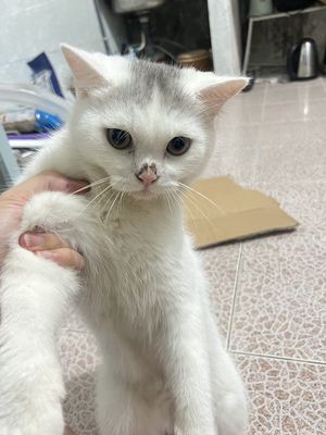 Vì bận làm ko có thời gian nuôi mèo. Mua bán Mèo tại Thành phố Biên Hòa Đồng Nai được đăng bởi Thành Phạm