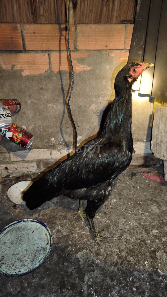 Gà nòi Ô mái 1.6kg 1ký 140k. Mua bán Gà tại Huyện Châu Thành Sóc Trăng được đăng bởi Gà  hình 1