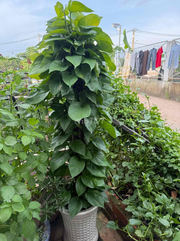 Trầu Bà Trụ 1m5 Xum Xuê kèm chậu