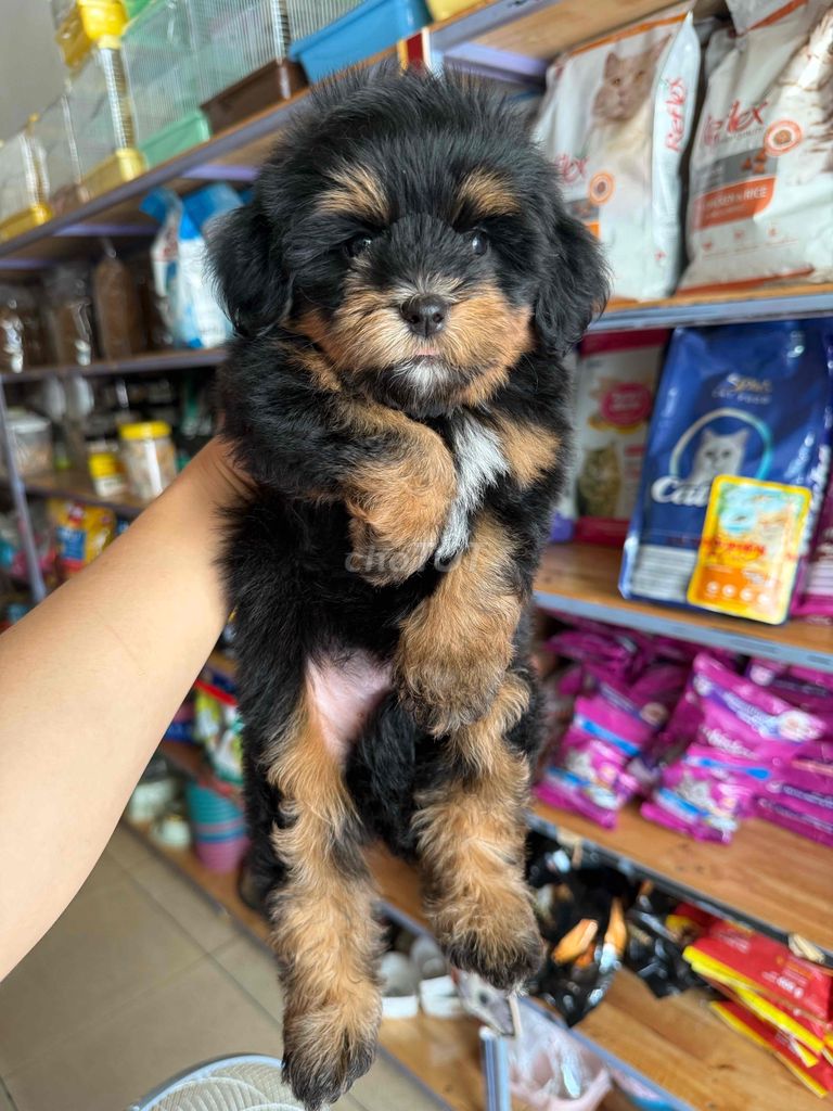 Bầy cún Poodle F1 siêu cute. Mua bán Chó tại Thành phố Buôn Ma Thuột Đắk Lắk được đăng bởi Khoa hình 1