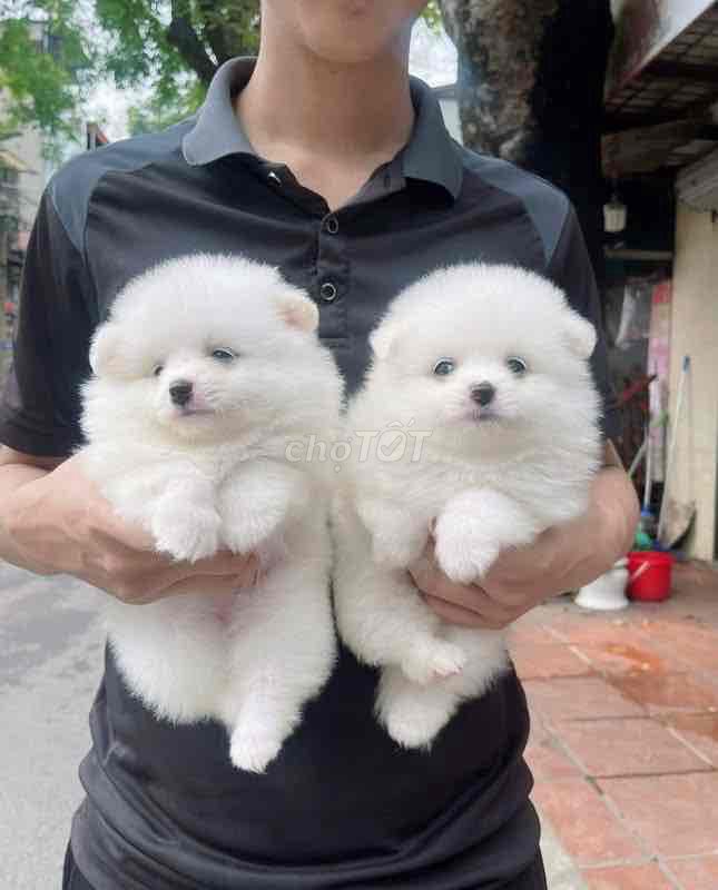 Chó Pomeranian Trắng Cả Hai. Mua bán Chó tại Thành phố Mỹ Tho Tiền Giang được đăng bởi Nguyễn Thị Huỳnh Mai hình 1