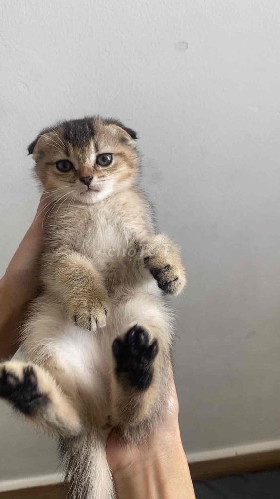 Mèo Aln cái Tai cụp. Mua bán Mèo tại Thành phố Thủ Đức Tp Hồ Chí Minh được đăng bởi Hoàng Anh Tú hình 1