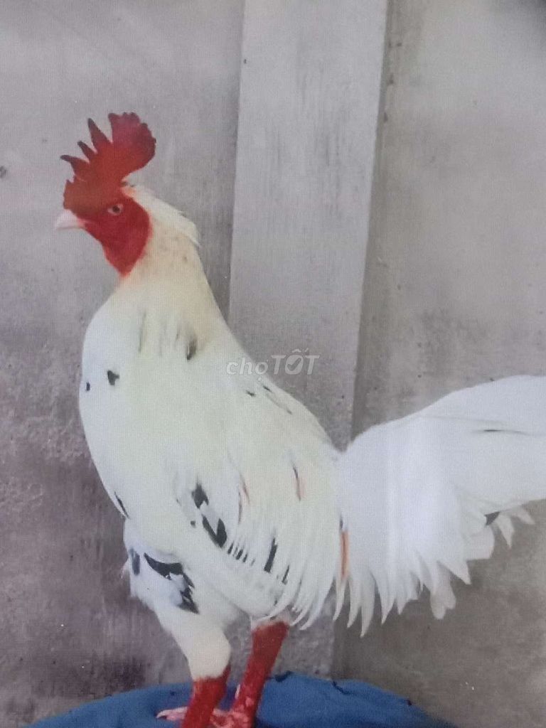 Gà nòi lông cảng mái 2ký8 tới 4ky1 lớn khủng. Mua bán Gà tại Huyện Bình Chánh Tp Hồ Chí Minh được đăng bởi Hùng  hình 1