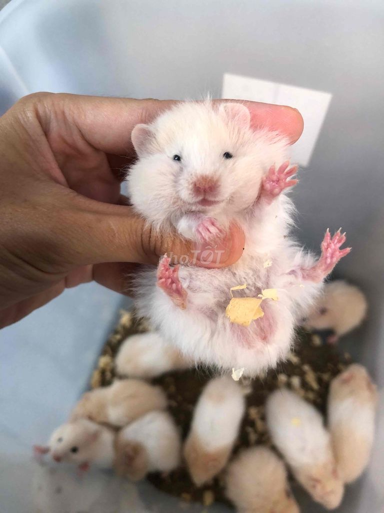 Chuột Hamster bear màu mơ lai tạng. Mua bán Thú cưng khác tại Quận Bình Tân Tp Hồ Chí Minh được đăng bởi Ở trọ bày đặt bán chụtt hình 1