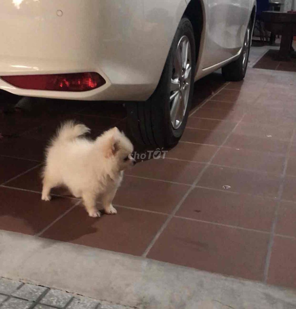 Chó Phốc Sóc đực màu trắng. Mua bán Chó tại Huyện Củ Chi Tp Hồ Chí Minh được đăng bởi Lượng Trần hình 1