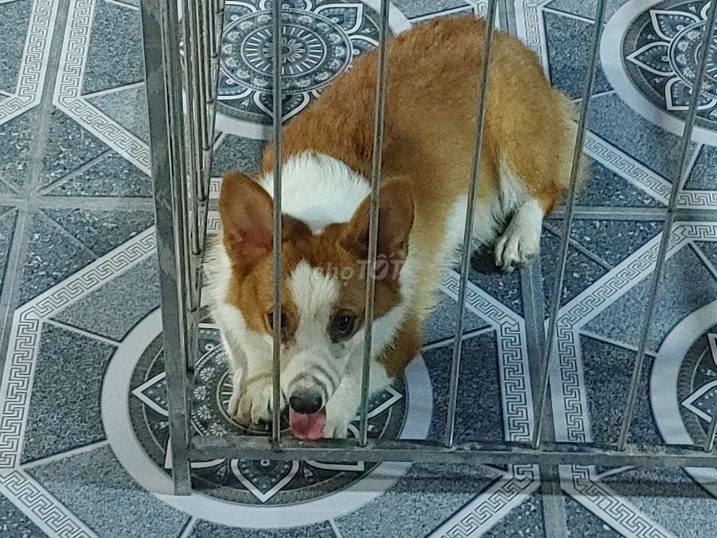 Corgi Đực 6 Tháng