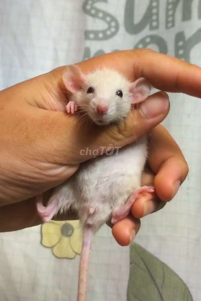 Chuột Dumbo Rats Trắng Đực / Cái . Mua bán Thú cưng khác tại Quận Hai Bà Trưng Hà Nội được đăng bởi Mun Munn hình 1