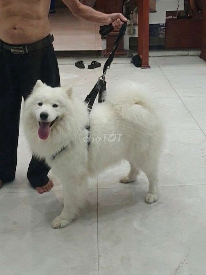 Chó Samoyed Đực Trắng Thuần Chủng siêu đẹp 9 tháng. Mua bán Chó tại Quận Tân Bình Tp Hồ Chí Minh được đăng bởi Thi Thi hình 1