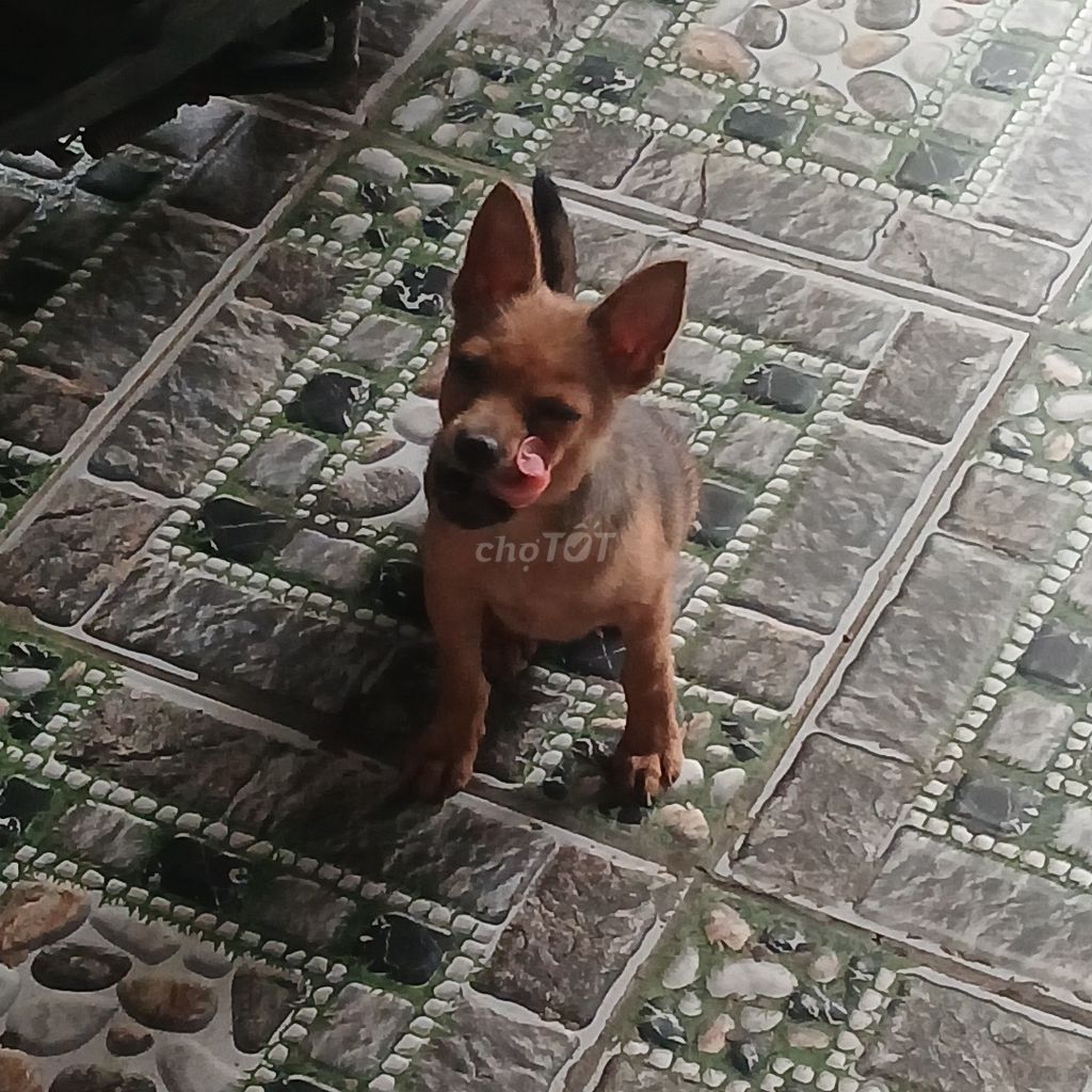 Chó Cỏ lai Phốc . Mua bán Chó tại Quận Liên Chiểu Đà Nẵng được đăng bởi Thanh Nga hình 1