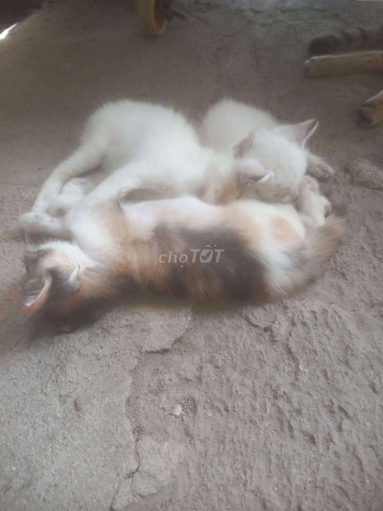 mèo ta. Mua bán Mèo tại Thành phố Biên Hòa Đồng Nai được đăng bởi GIN hình 1