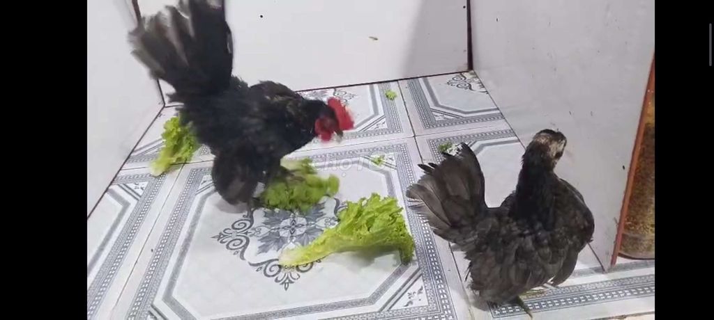 gà SERAMA CẶP TRỐNG MÁI Ô 38. Mua bán Gà tại Quận 8 Tp Hồ Chí Minh được đăng bởi THUẬN PHÁT SERAMA hình 5