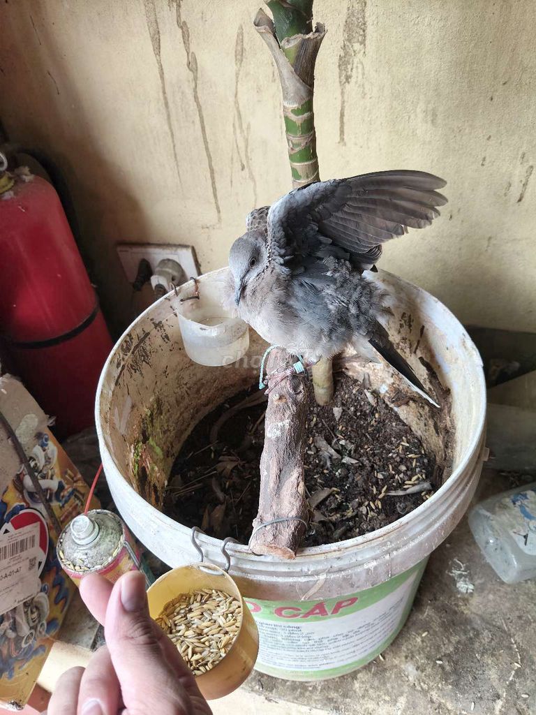 Chim gáy Malaixia non dữ. Mua bán Chim tại Quận Bắc Từ Liêm Hà Nội được đăng bởi nguyễn văn hiếu hình 1