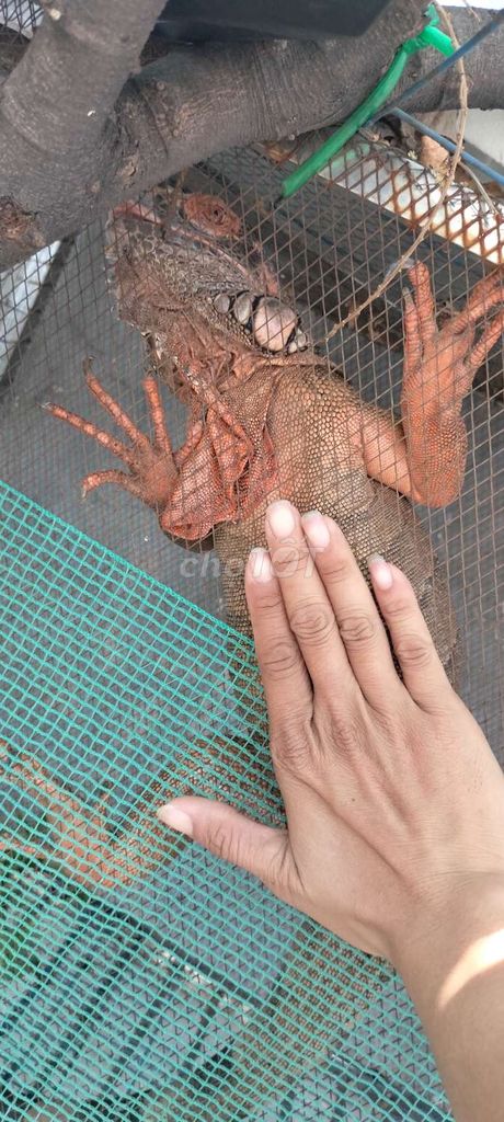Rồng Nam Mỹ 🐉. Mua bán Thú cưng khác tại Quận Bình Tân Tp Hồ Chí Minh được đăng bởi Tien quoc phong hình 1