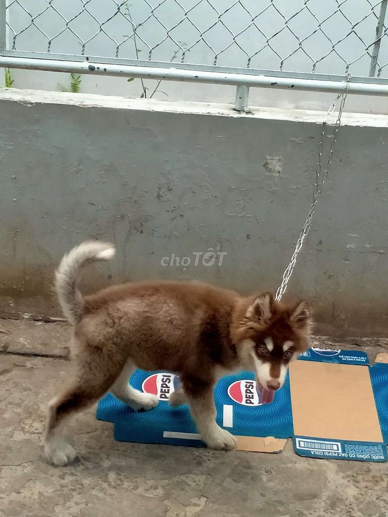 Chó Alaska 3 tháng Nâu trắng. Mua bán Chó tại Thành phố Vĩnh Long Vĩnh Long được đăng bởi Thịnh Cường hình 1