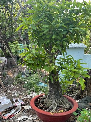 lộc vừng. Mua bán Cây cảnh, đồ trang trí tại Quận 12 Tp Hồ Chí Minh được đăng bởi Ngọc Luân