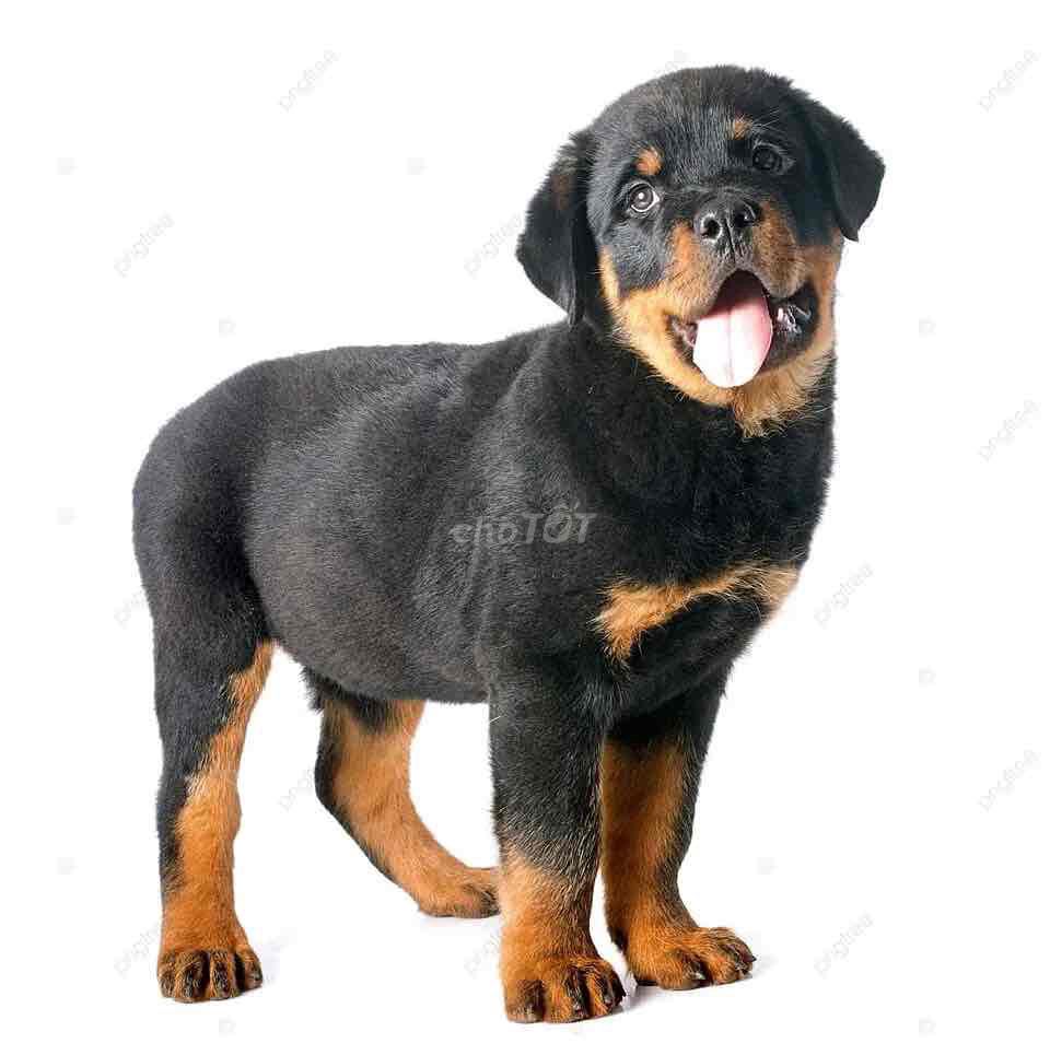 CẦN TÌM CHÓ Rottweiler con dòng đại. Mua bán Chó tại Huyện Trảng Bom Đồng Nai được đăng bởi Kha hình 1
