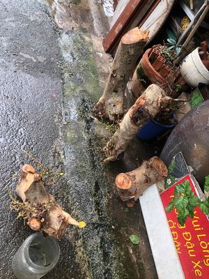 bán 3thân sung để lại 1gôc chơi  bonsai vê kre. Mua bán Cây cảnh, đồ trang trí tại Quận Tân Phú Tp Hồ Chí Minh được đăng bởi MUA Gì ĐT Tên Nghèo CÁM ƠN