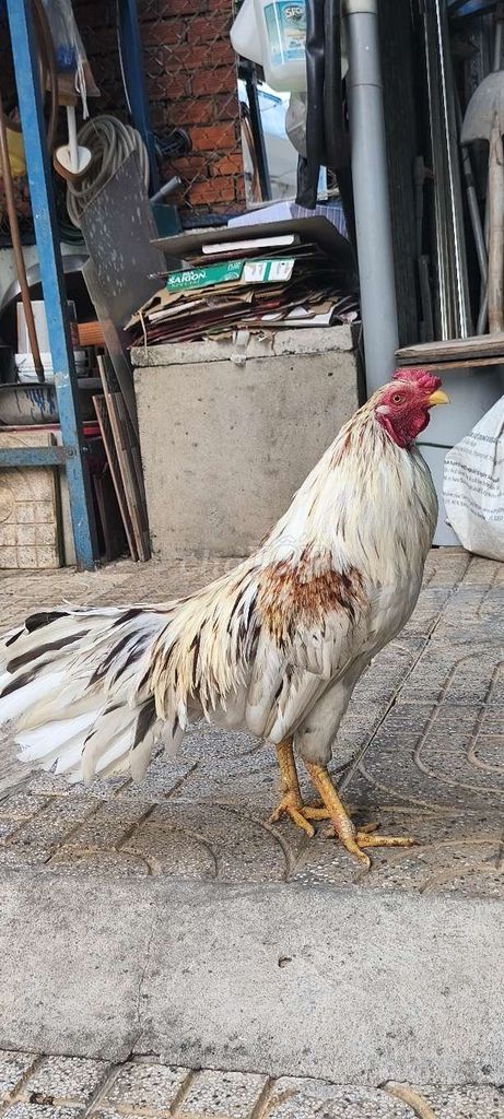 Gà Trắng Đực Gà tơ. Mua bán Gà tại Thành phố Thuận An Bình Dương được đăng bởi Gà Tre hình 1