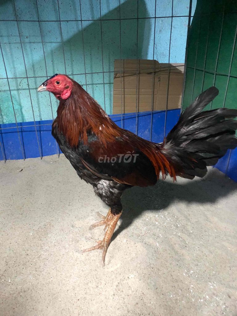 Gà chọi Nâu đen 1.5kg. Mua bán Gà tại Huyện Bình Chánh Tp Hồ Chí Minh được đăng bởi Bé Tẩyyyy hình 1