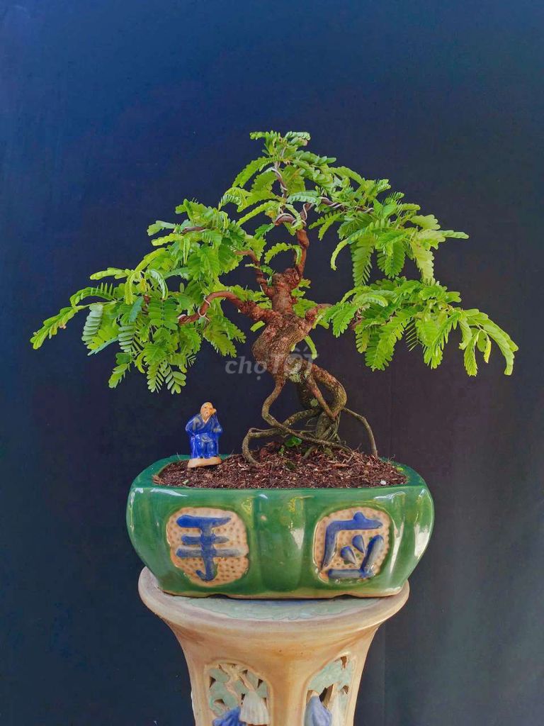 Cây cảnh Me Ngọt Thái bonsai mini. Mua bán Cây cảnh, đồ trang trí tại Huyện Hóc Môn Tp Hồ Chí Minh được đăng bởi Xuân Quang 55 hình 1